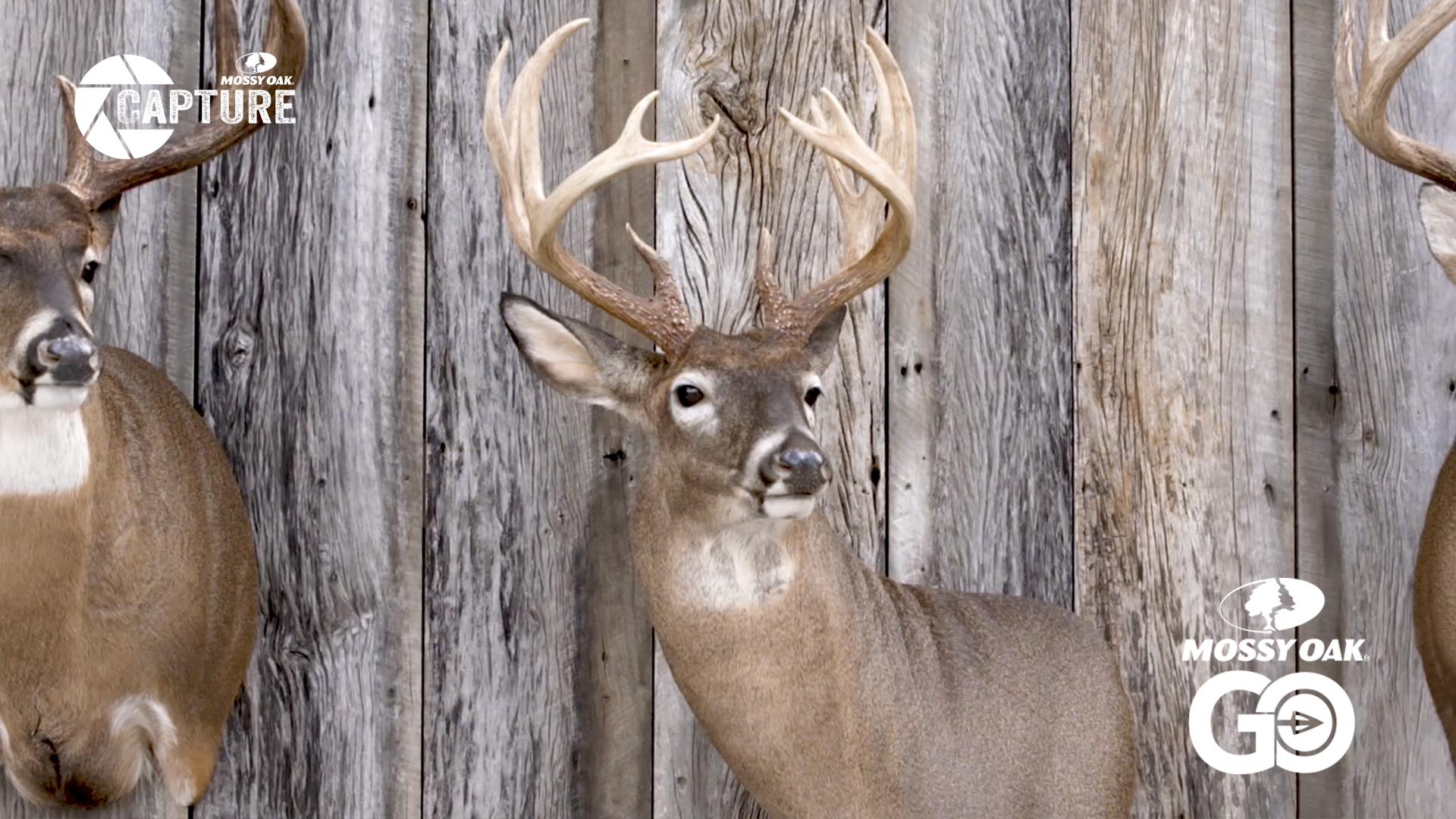 Ben Mears • Whitetail Deer Taxidermy
