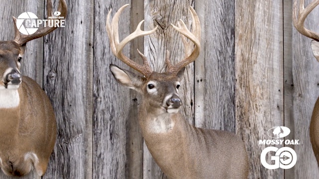 Ben Mears • Whitetail Deer Taxidermy