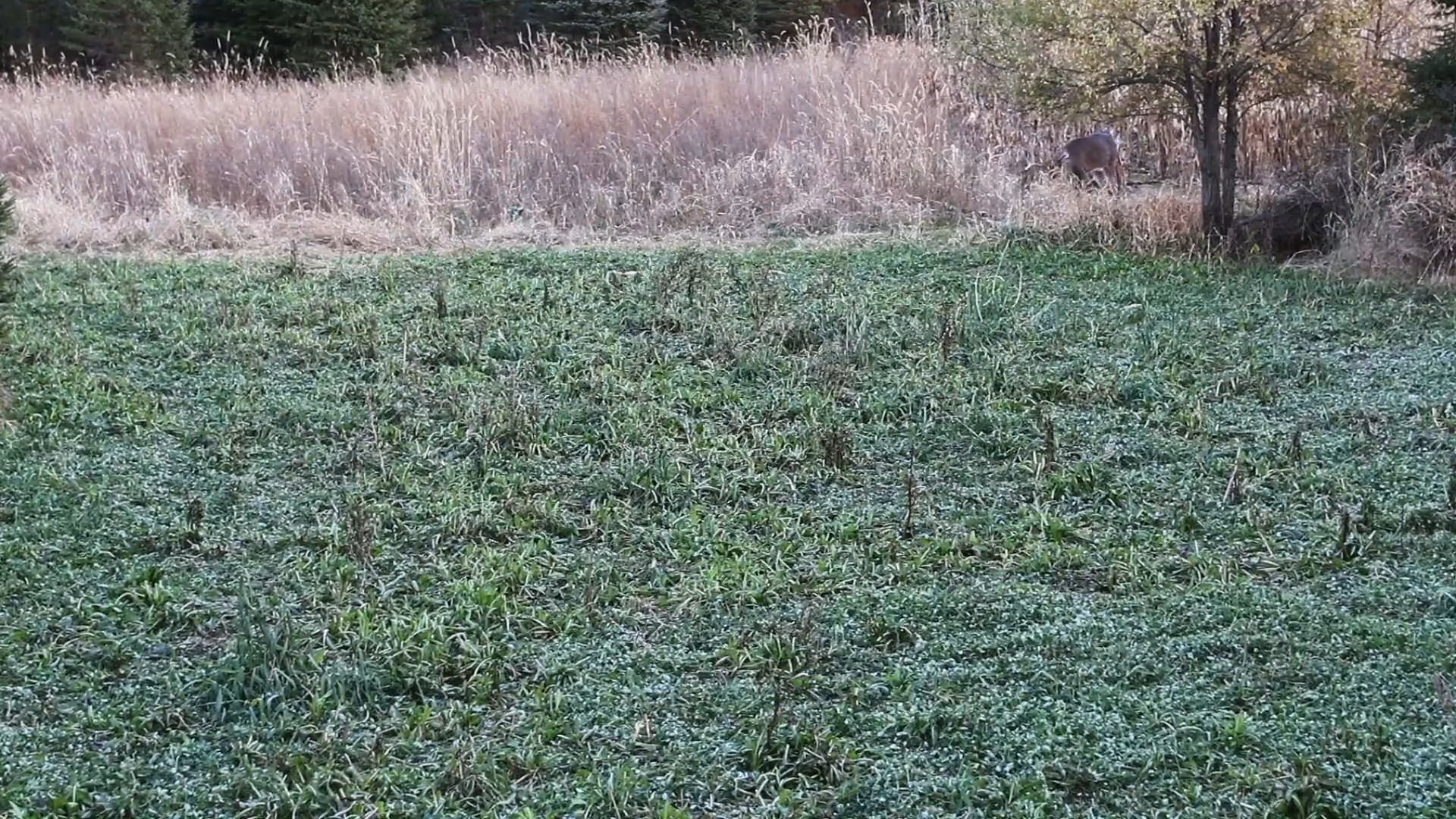 The Seven Year Itch • NBK Episode 8 S9