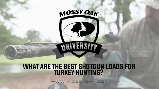 What are the Best Shotgun Loads for Turkey Hunting?