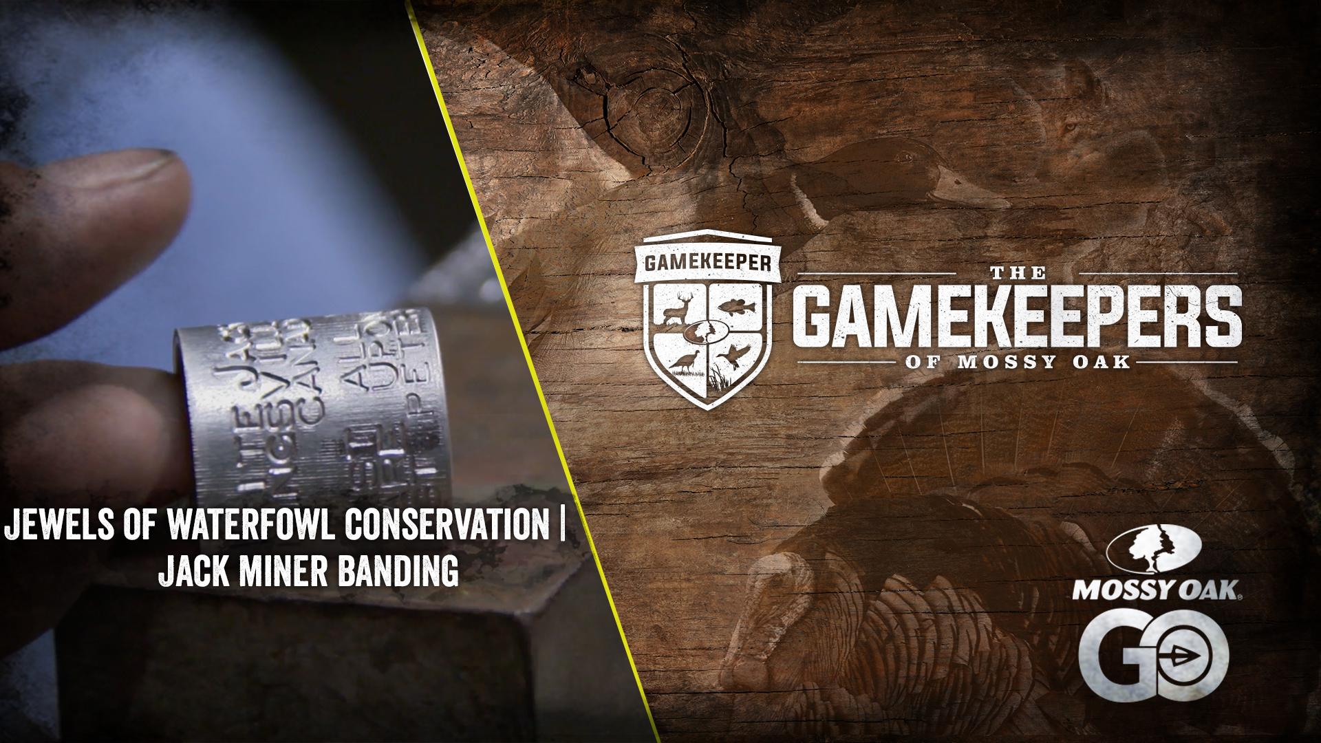 Jewels of Waterfowl Conservation • Jack Miner Banding