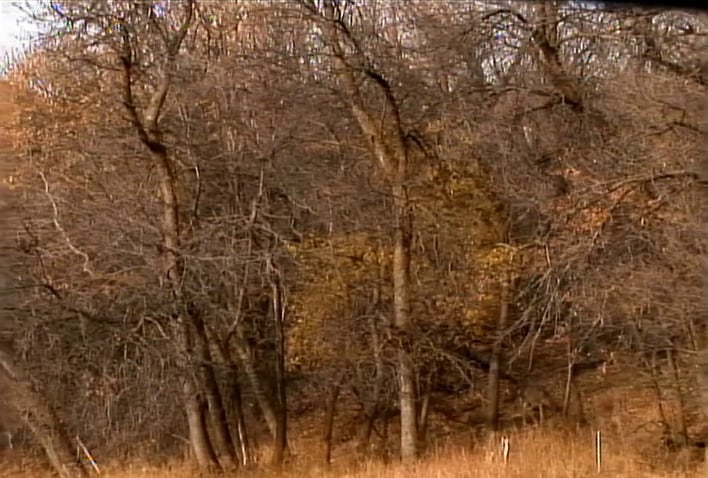 Hard Tag • Mule Deer by Bow