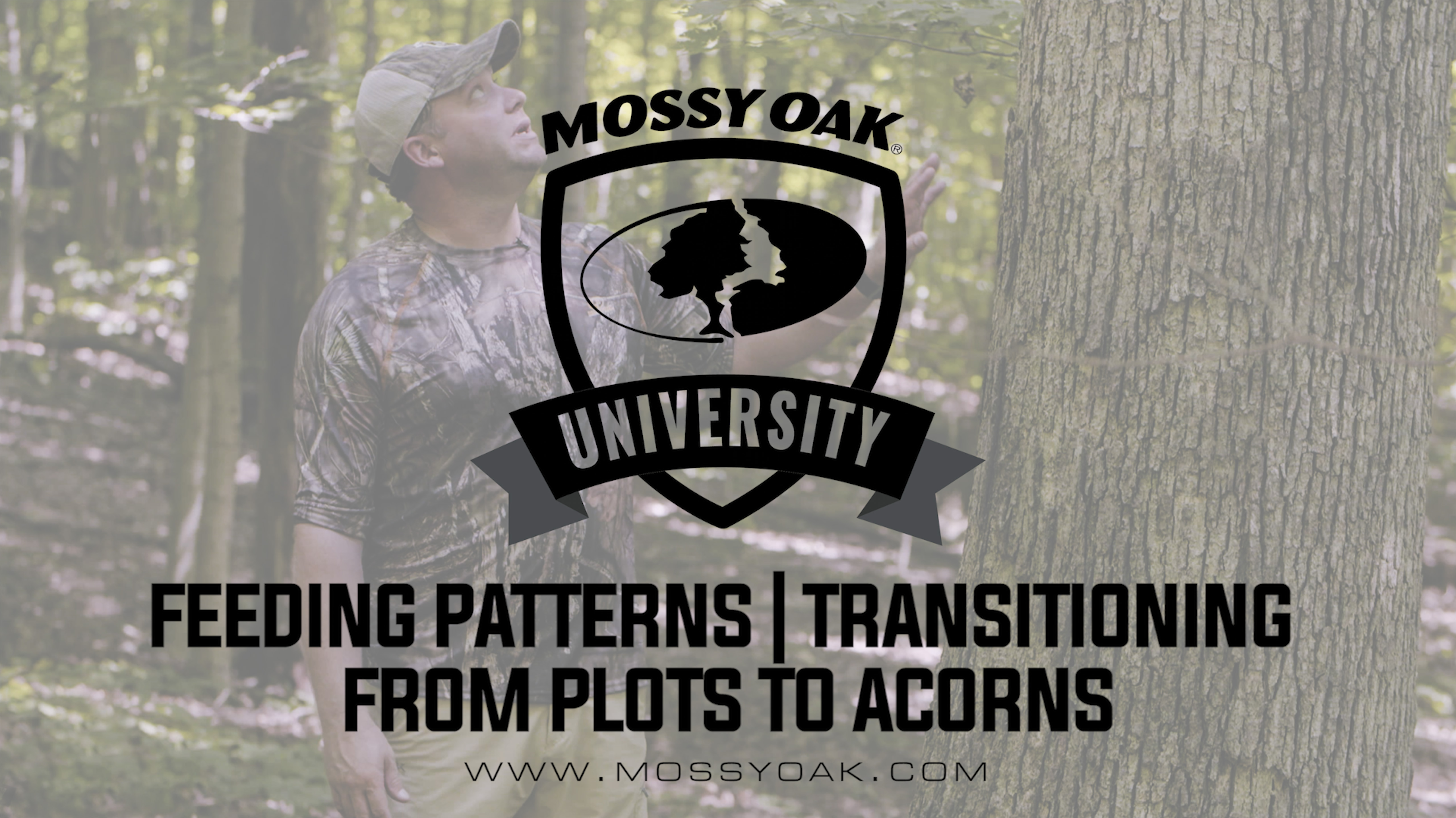 Deer Feeding Patterns • Transitioning From Plots to Acorns