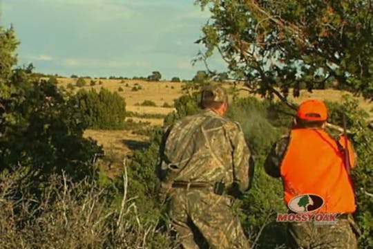 Elk in the High Country • Rocky Mount...