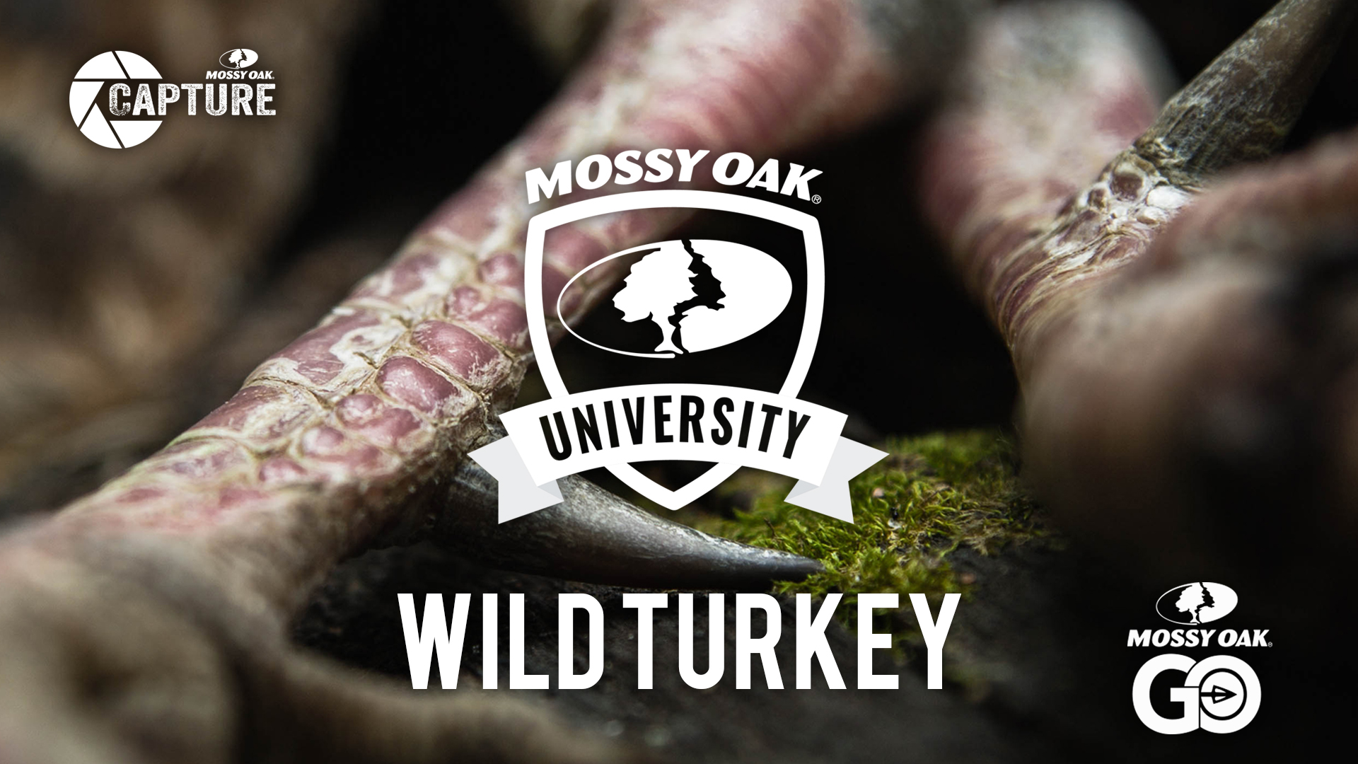 Wild Turkey • Mossy Oak University