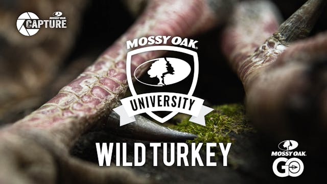 Wild Turkey • Mossy Oak University