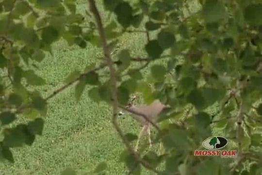 What’s Up Doc? • Bowhunting for Whitetail Deer in Wyoming
