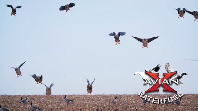 Anser • Avian X Waterfowl