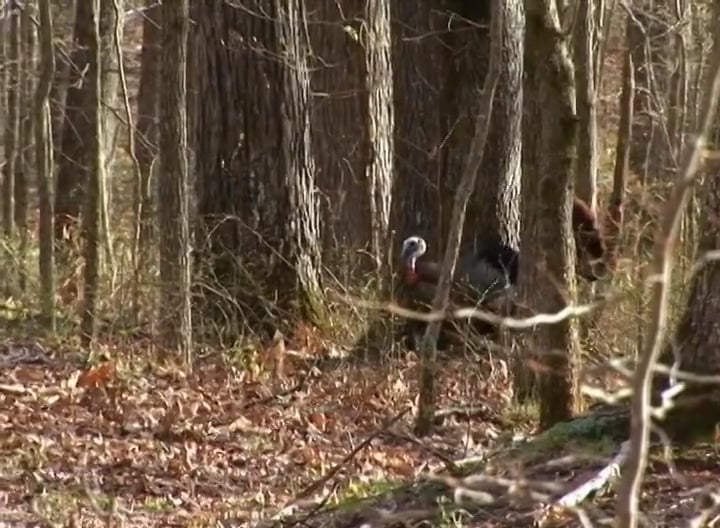 Connected • Turkeys in Tennessee