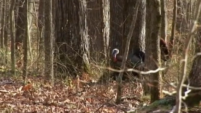 Connected • Turkeys in Tennessee