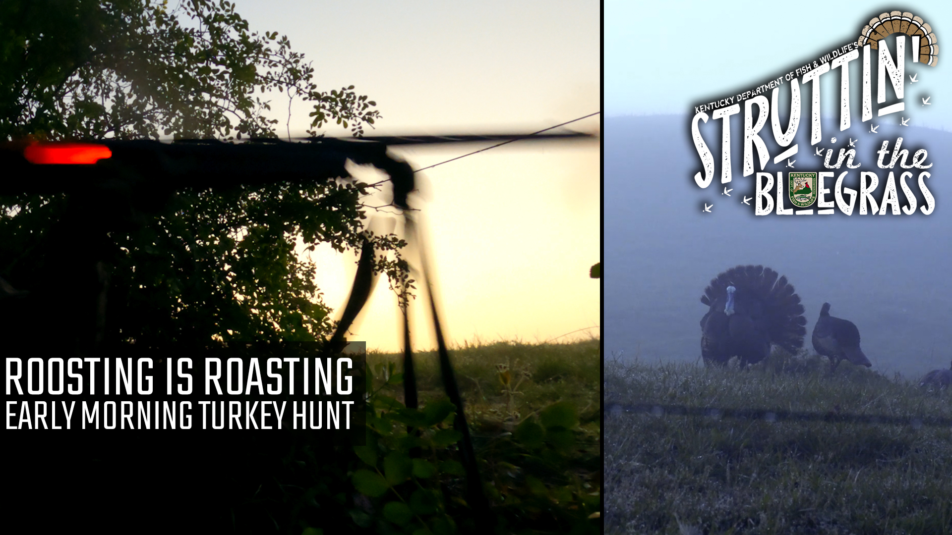  Roosting Is Roasting Early Morning Turkey Hunt • Struttin' in the Bluegrass 