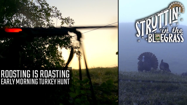  Roosting Is Roasting Early Morning Turkey Hunt • Struttin' in the Bluegrass 