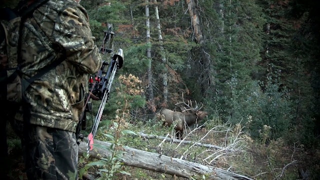 Mule Train • Rifle Mule Deer in Utah