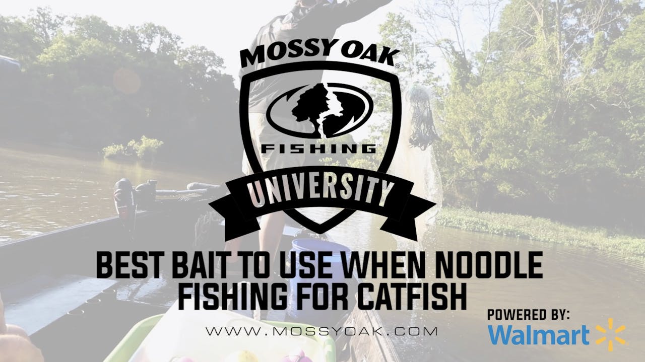 Best Bait to Use when Jug Fishing for Catfish Mossy Oak GO
