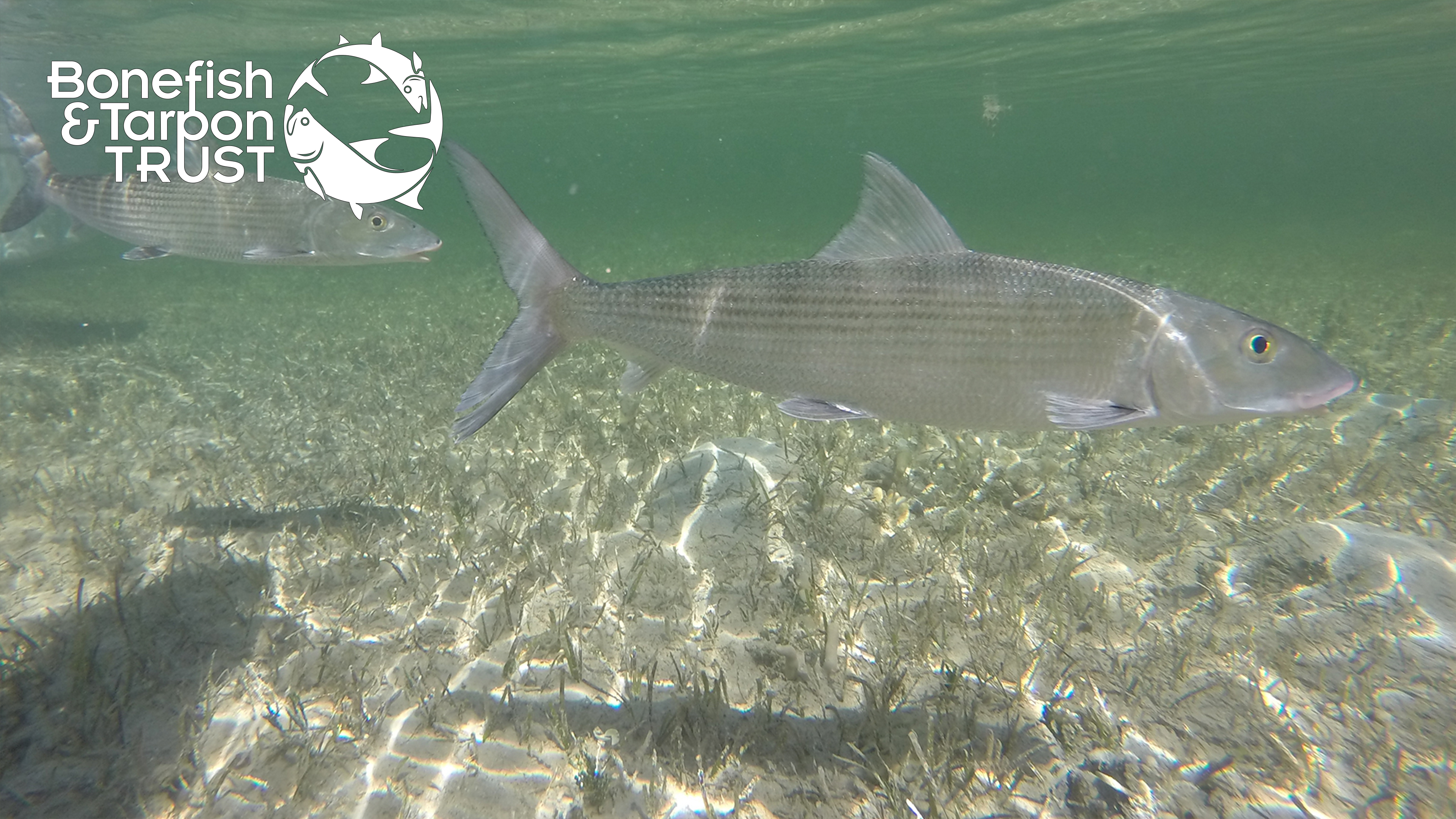Bonefish Catch & Release: “What Not To Do” Video • Bonefish & Tarpon Trust
