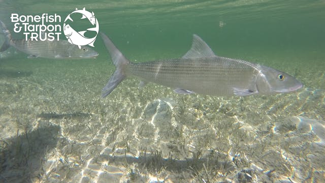 Bonefish Catch & Release: “What Not T...