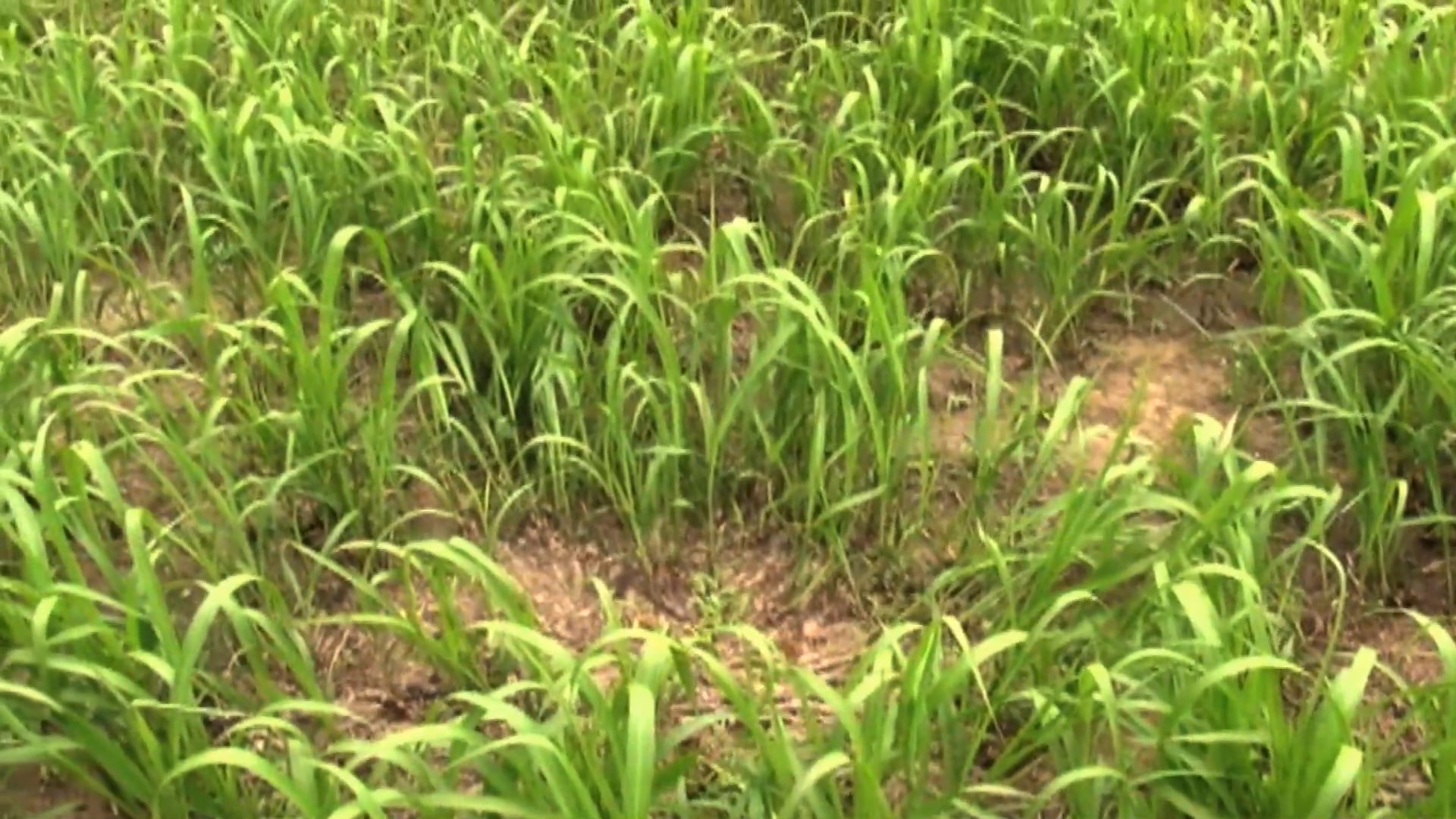 Roundstone Seed • The Nativ Nurseries Crew Tours A Native Grass and Wildflower Farm