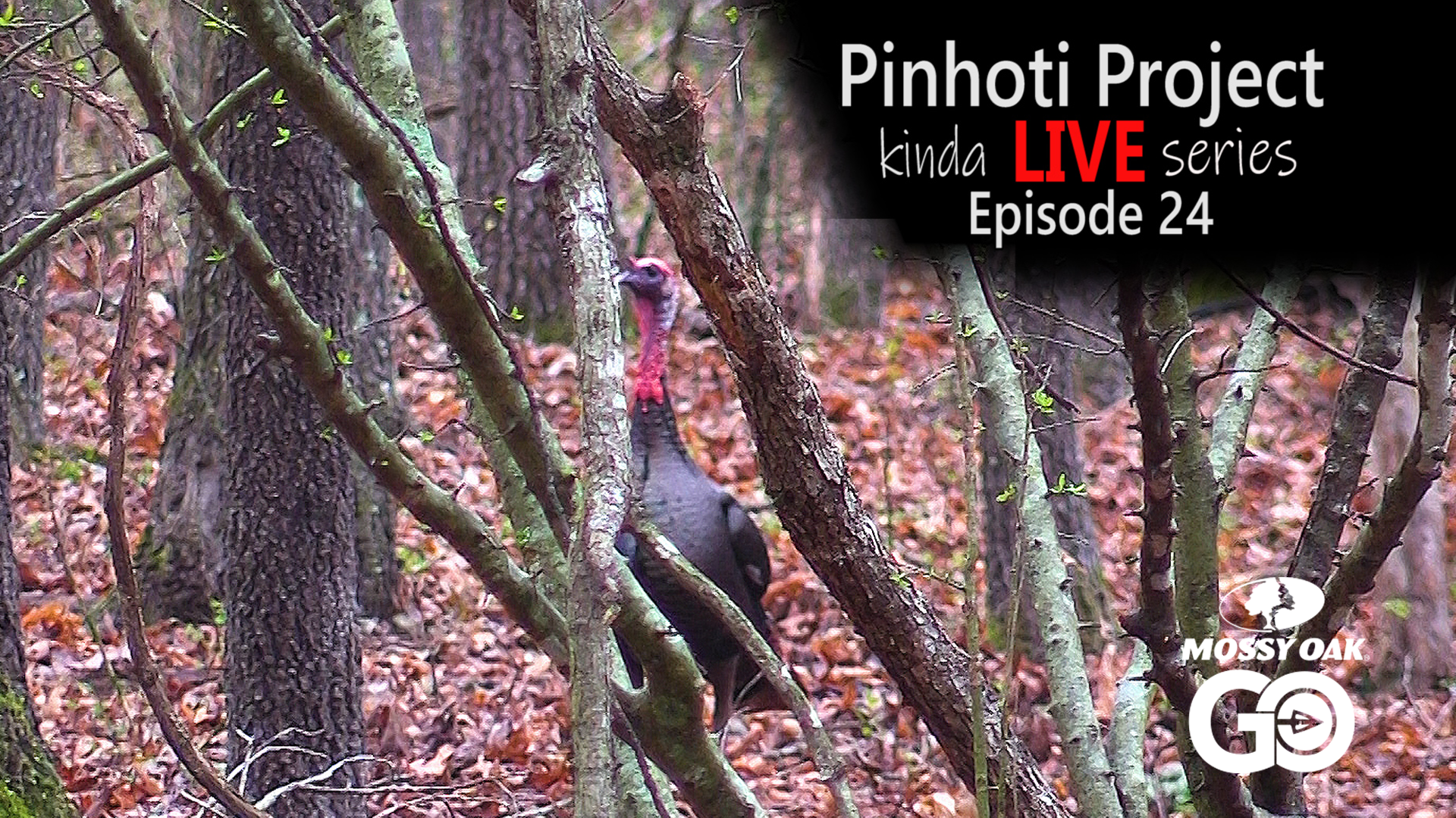 Kinda Live • Episode 24 • Pinhoti Project