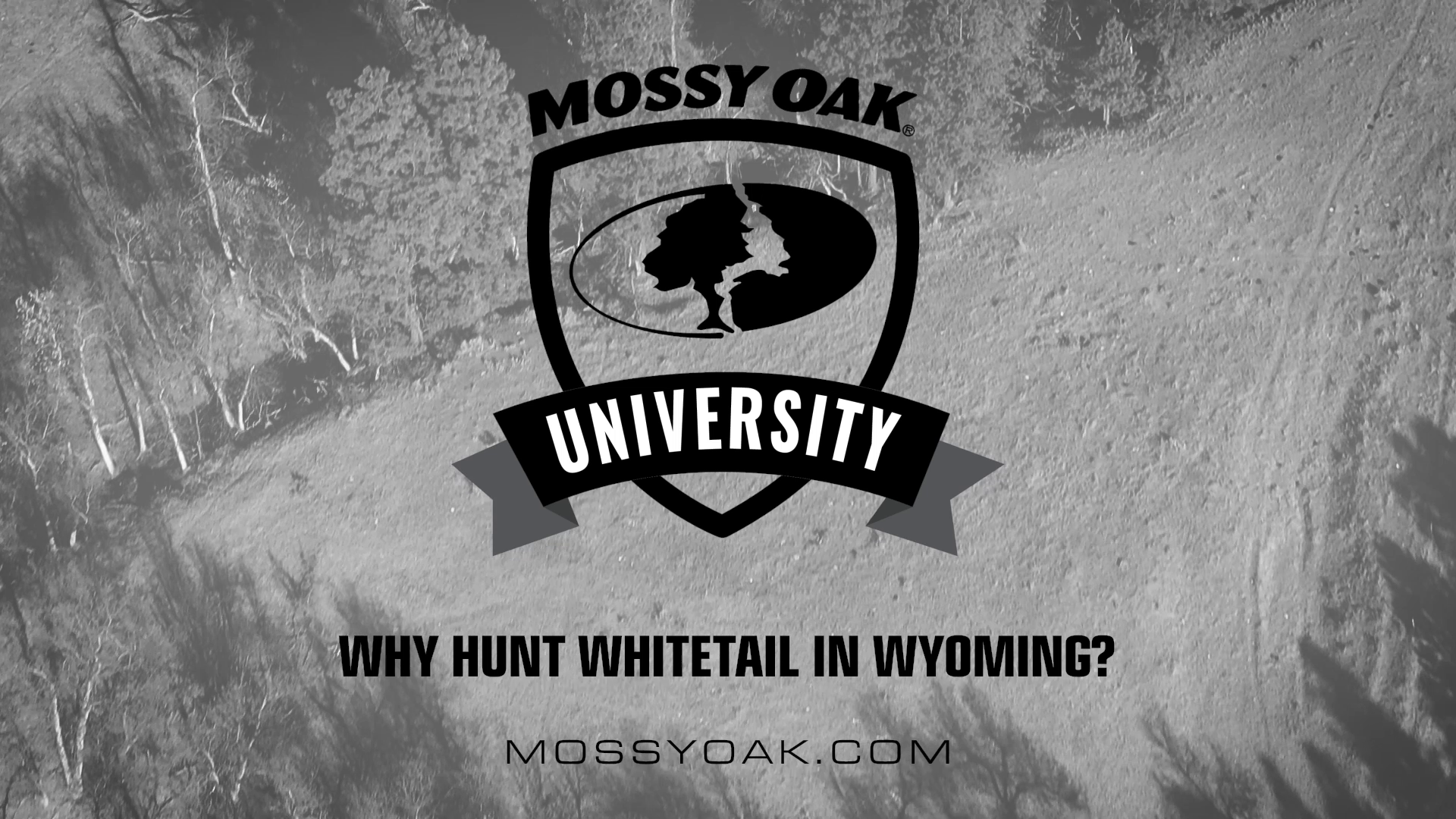 Why Hunt Whitetail in Wyoming