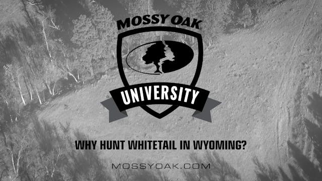 Why Hunt Whitetail in Wyoming