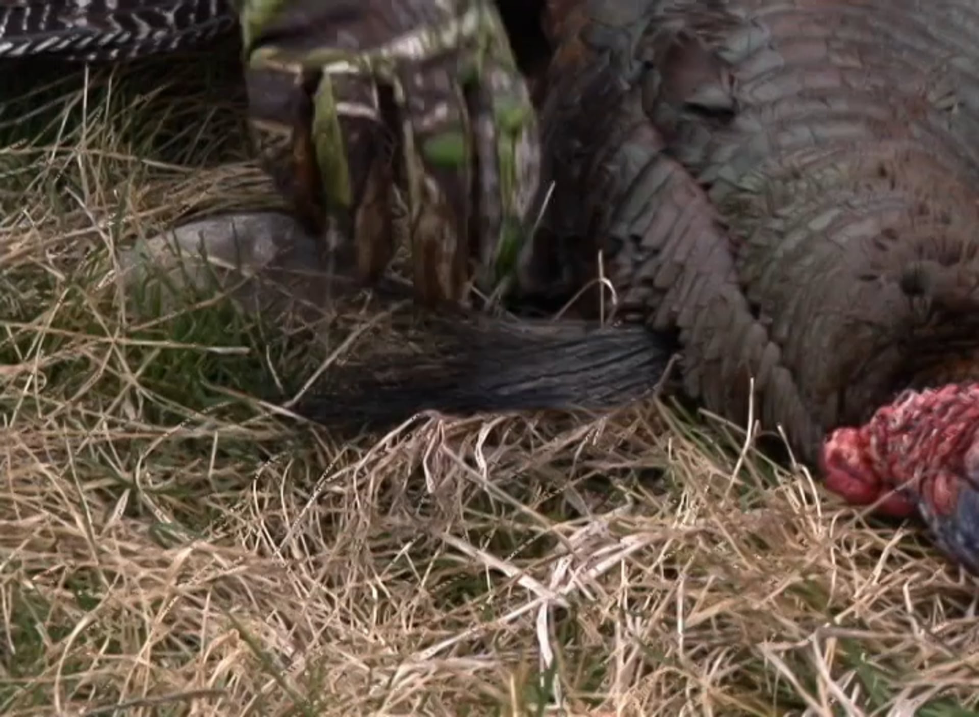 Whatahunt • Turkeys in Texas