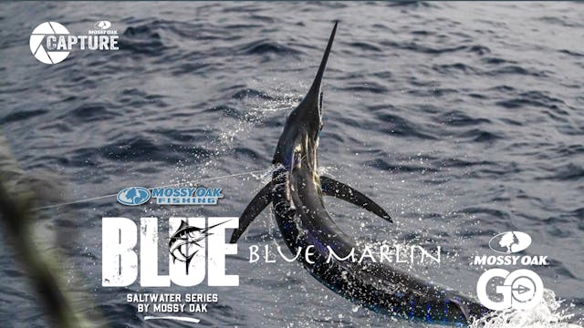 Blue Marlin • BLUE • Episode 3