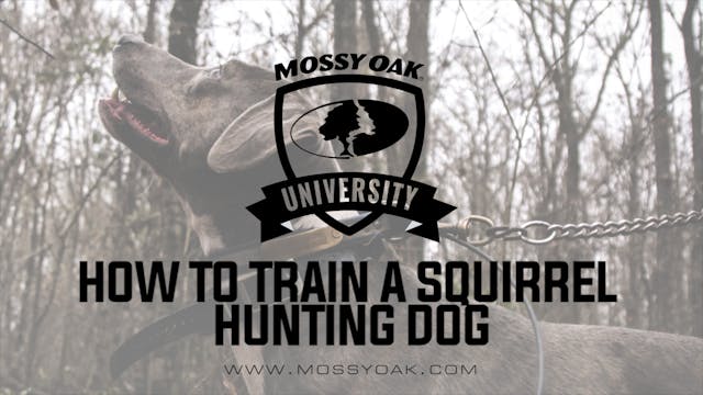 How To Train A Squirrel Hunting Dog