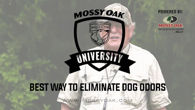 Best Way to Eliminate Dog Odors