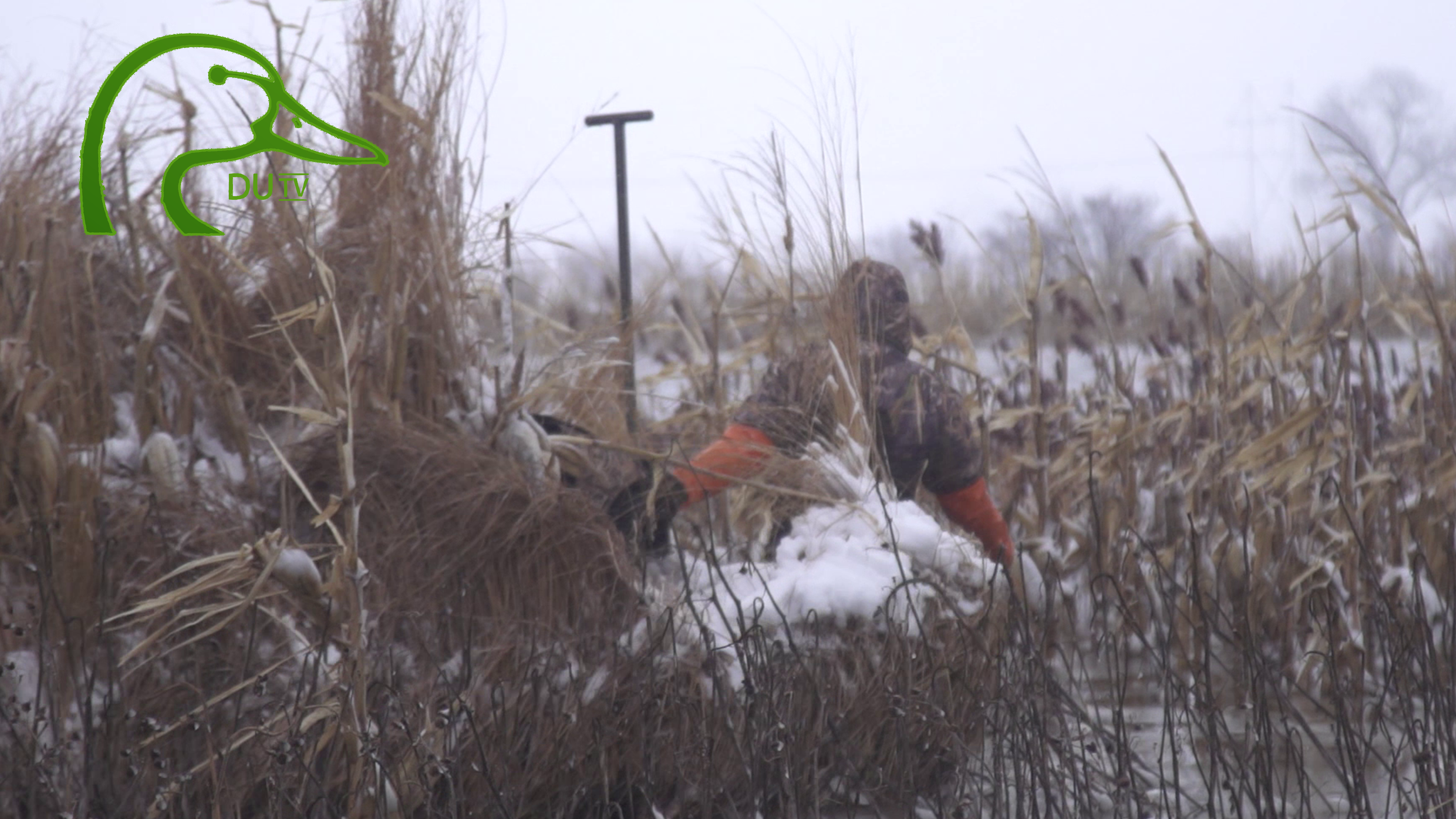 North Dakota Early Goose All about the Canada Goose • DU TV