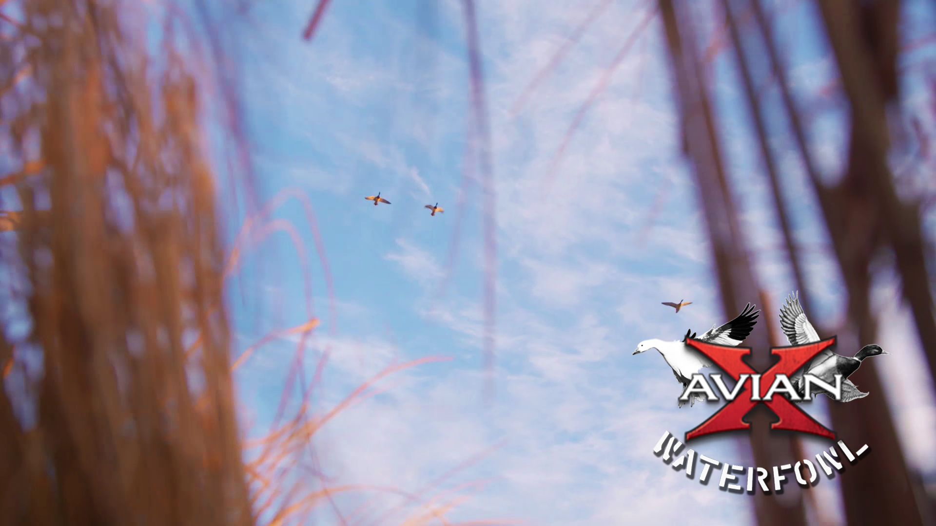 Anas • Avian X Waterfowl