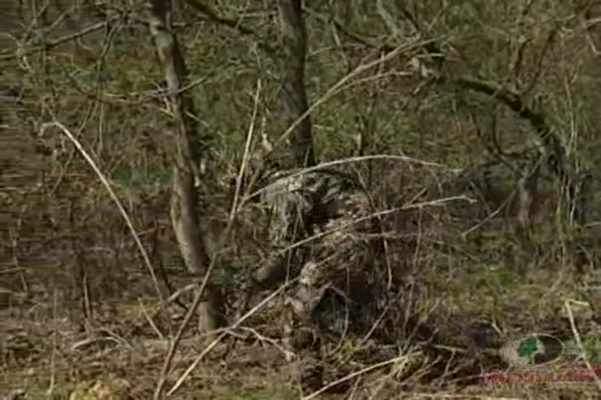 Badger State Gobblers