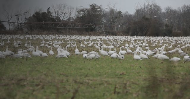 Delaware  Beaver Dam Snow Geese  • DU TV