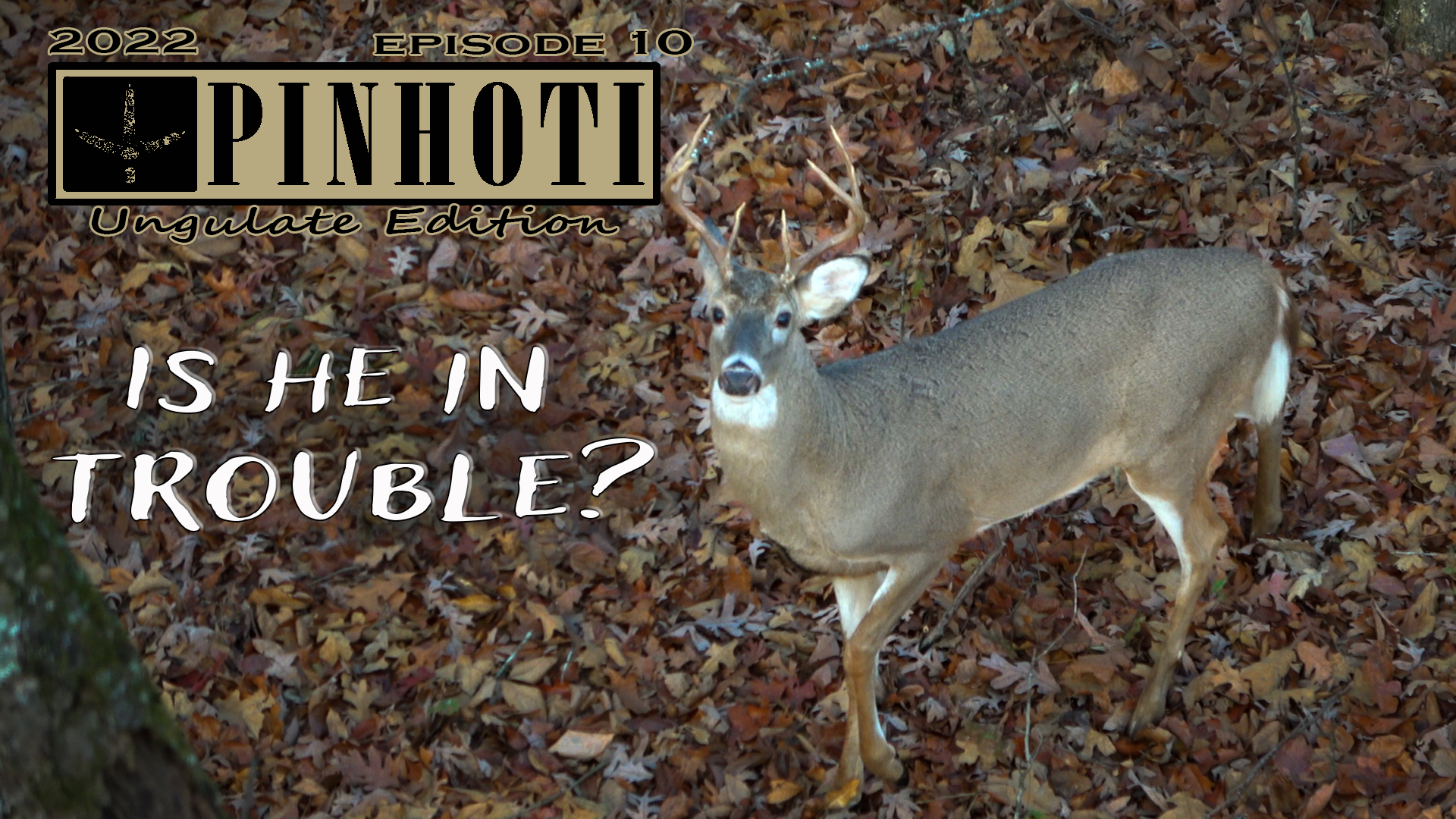 Ungulate Edition Ep10 • Pinhoti Project