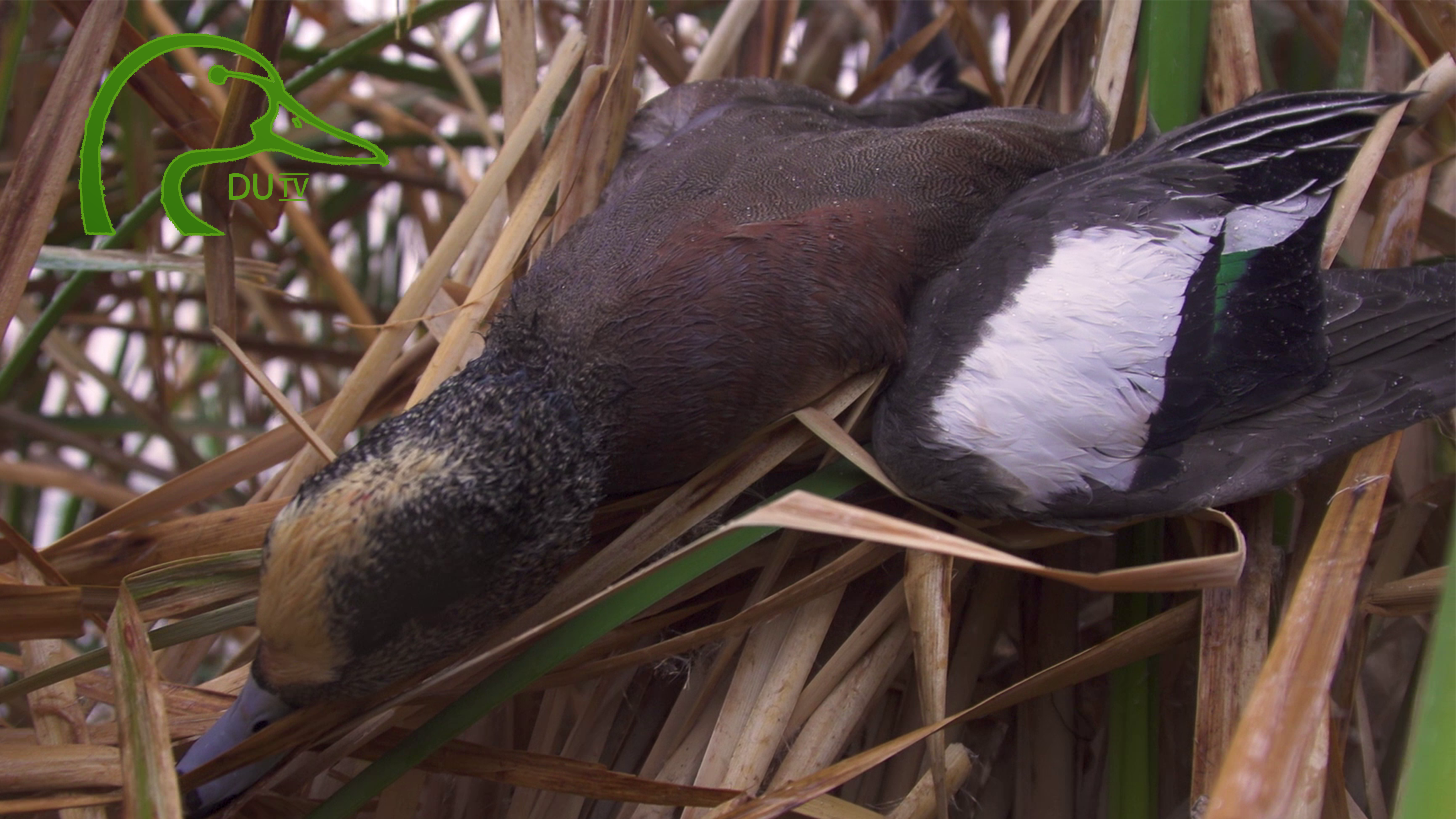 DUTV Best of 2020-2021 • DU TV