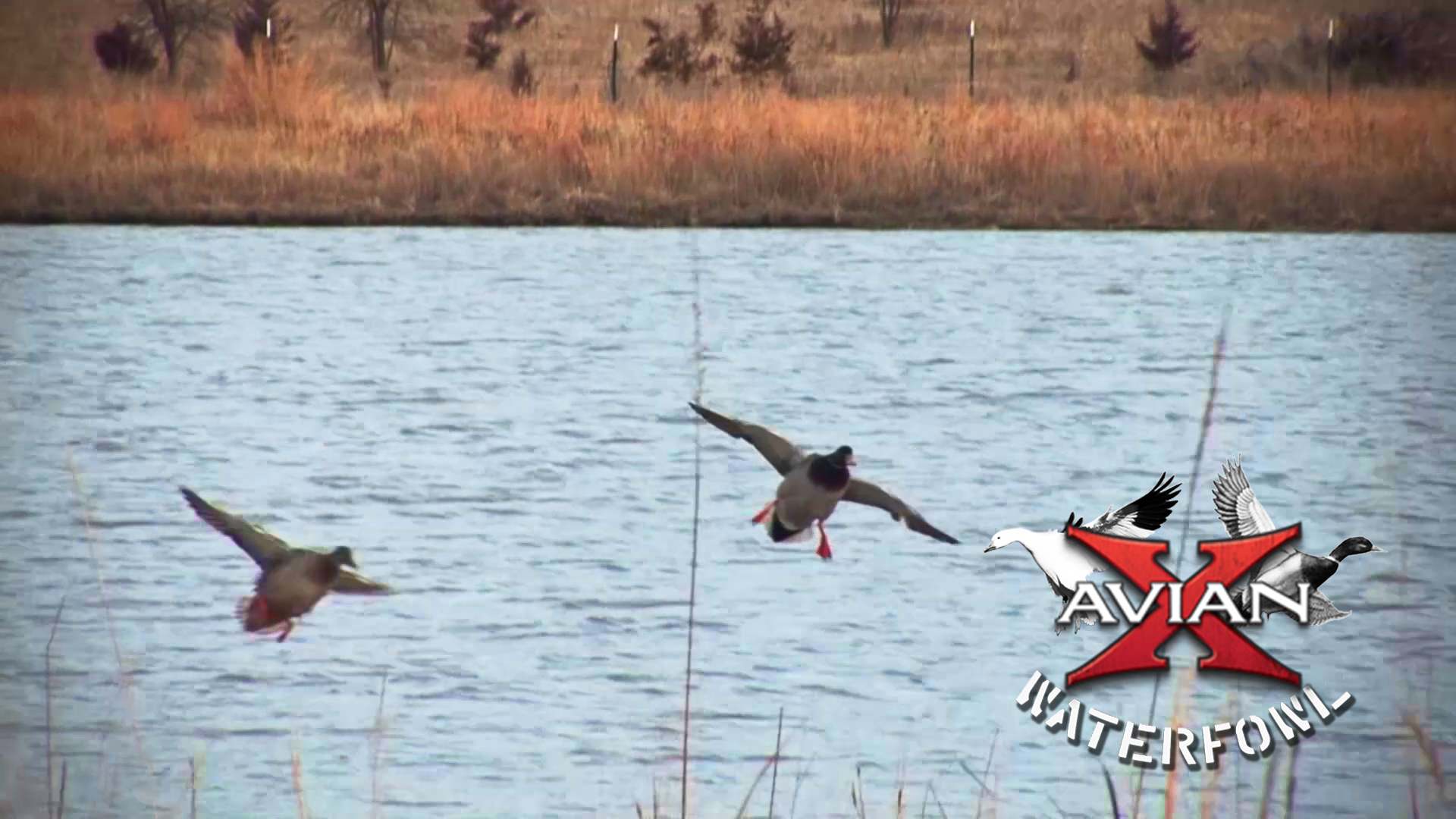 Big Water Kansas Mallards • Avian X Waterfowl