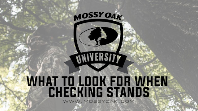 What To Look For When Checking Stands