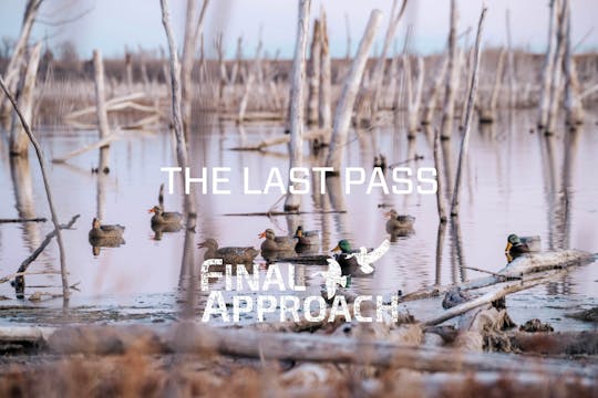 Last Pass Episode 8 • Mallards In The...
