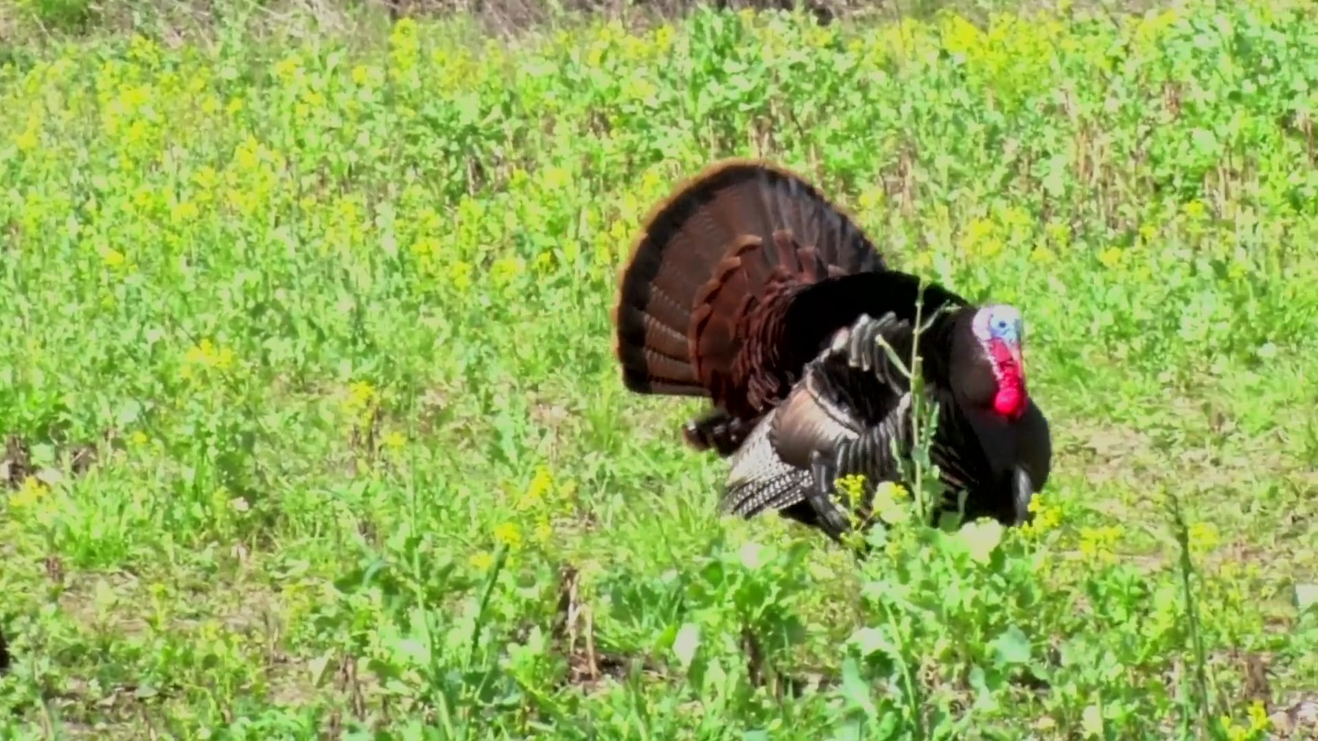 The Gamekeeper Lends A Hand • NBK Episode 11 S8