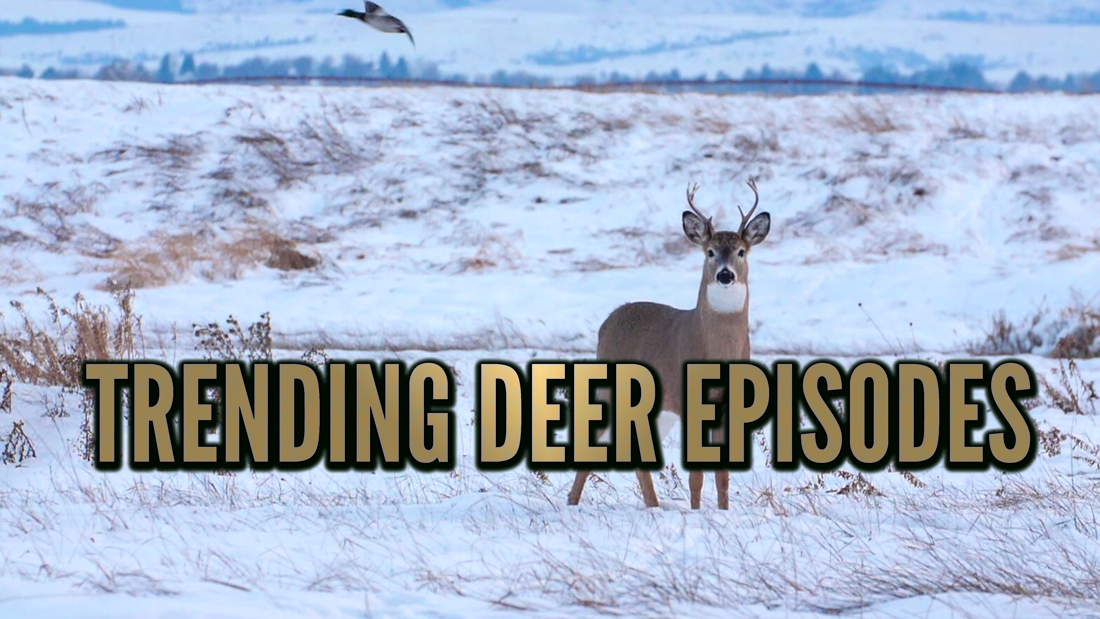 Trending Deer Episodes