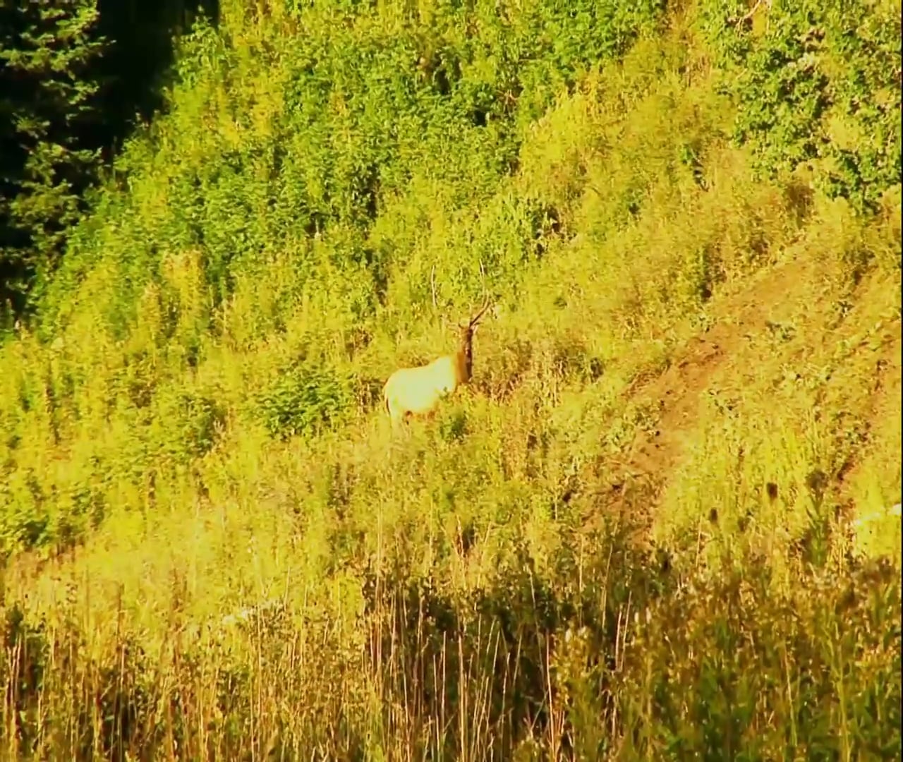 The Heat of the Moment • Elk in the Rockies