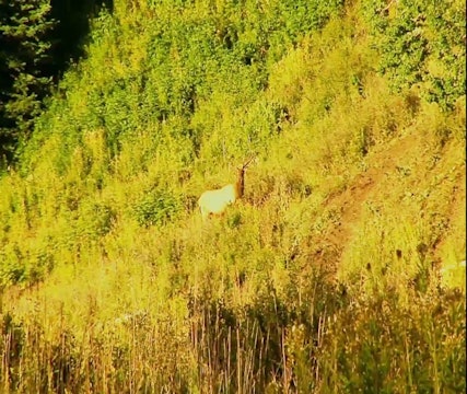 The Heat of the Moment • Elk in the Rockies