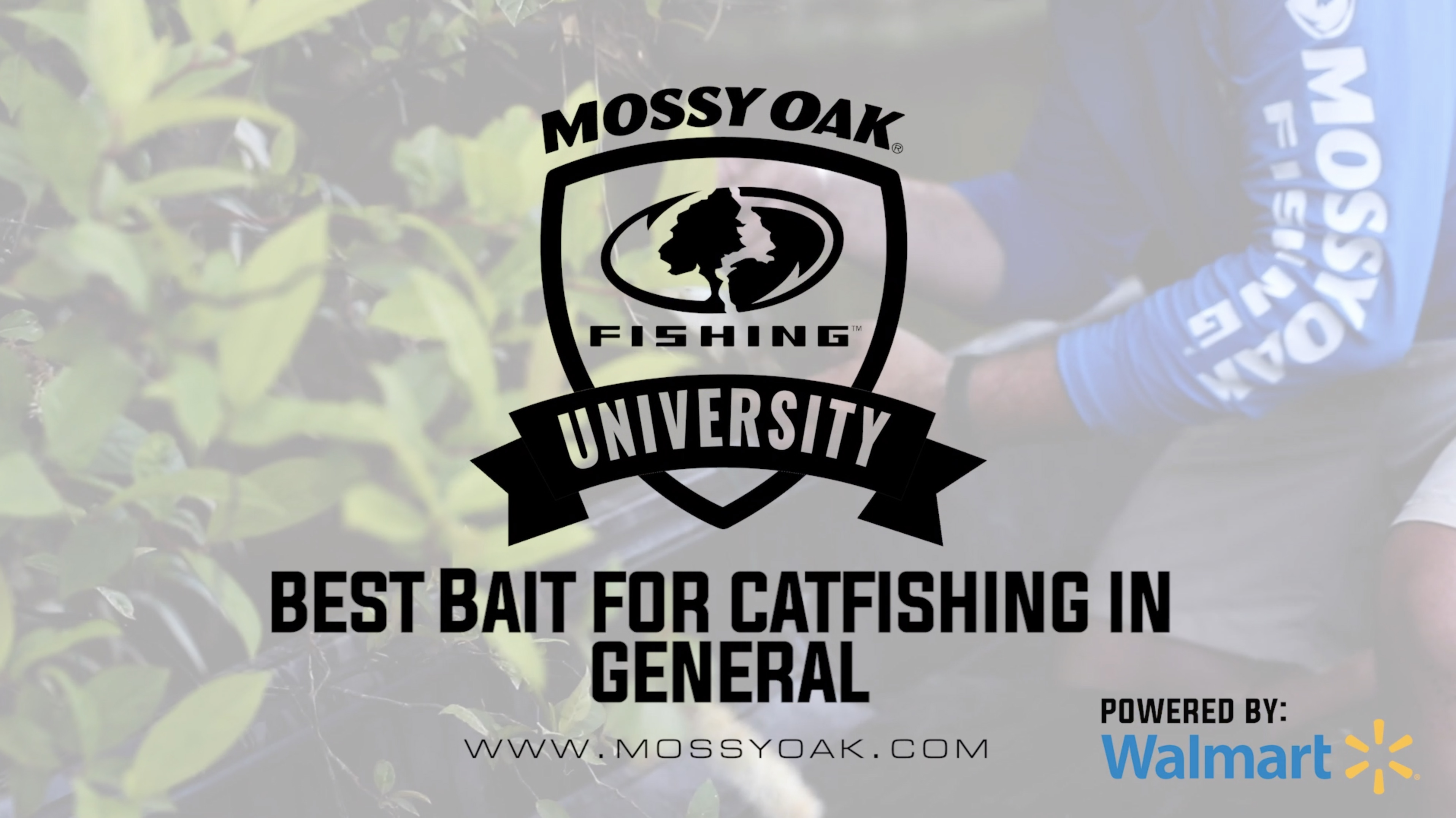 Best Live Bait, Cut Bait, and Homemade Catfish Baits for Catfish Fishing