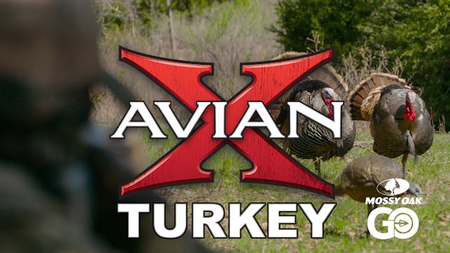 X型鸟•土耳其