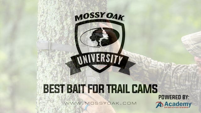 Best Bait for Trail Cams