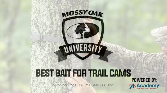 Best Bait for Trail Cameras
