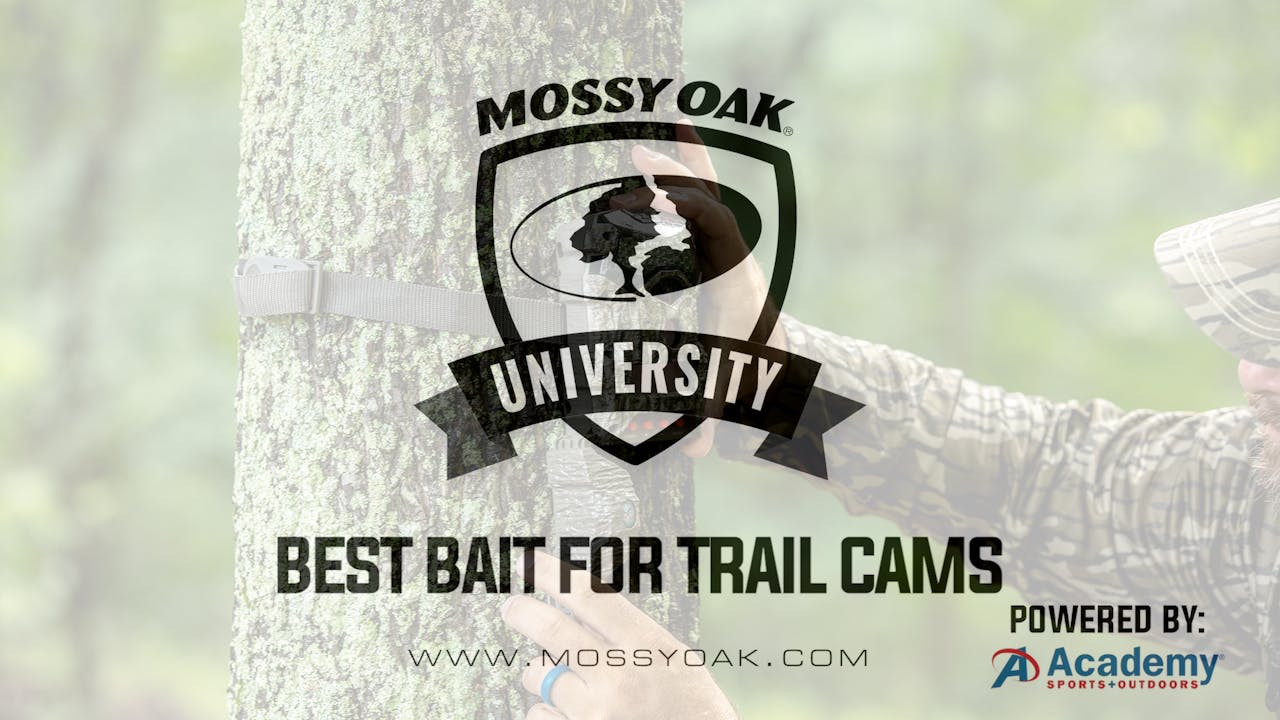 Best Bait for Trail Cameras - Mossy Oak GO