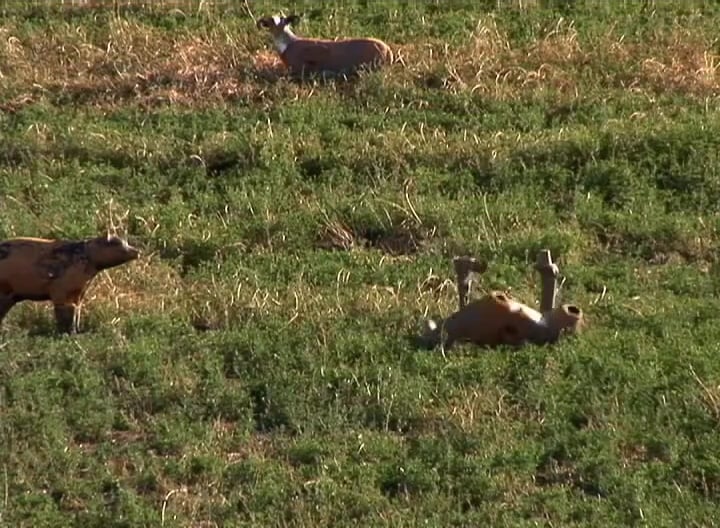 Bayou Bowhunters • Whitetails in Wyoming