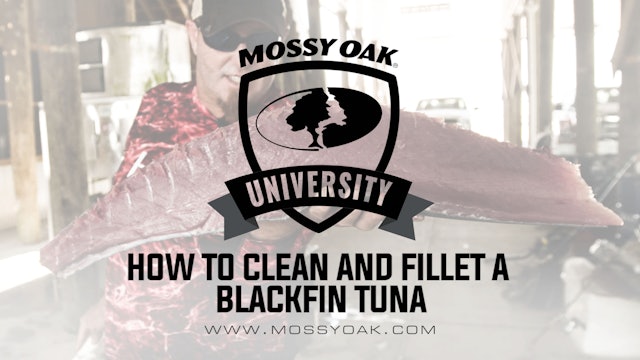 How To Clean and Fillet a Blackfin Tuna