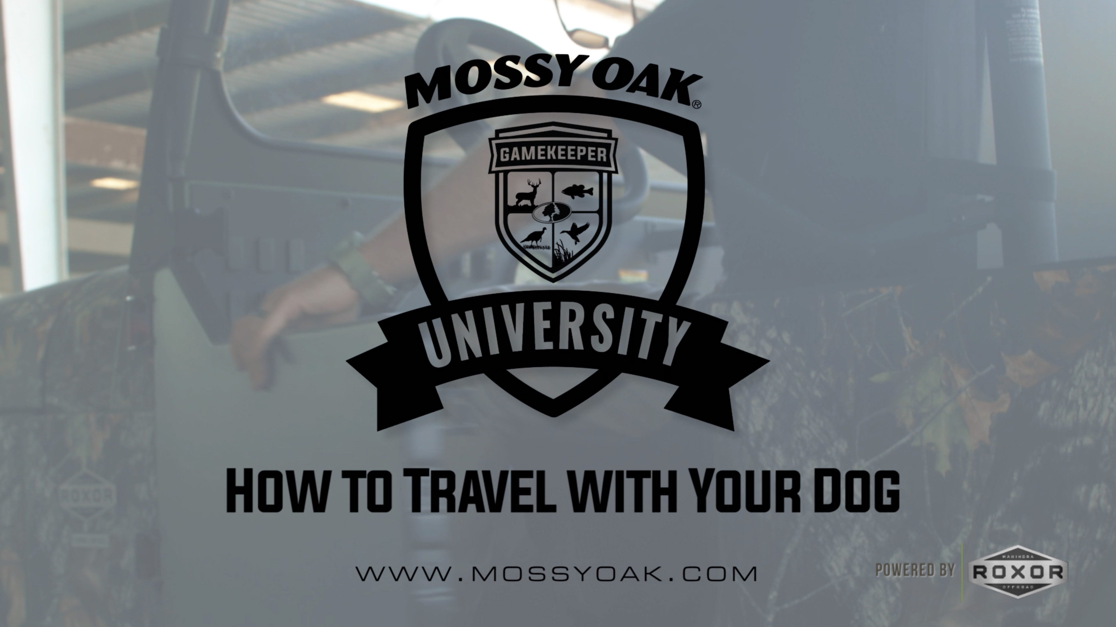How to Travel with Your Dog • Mossy Oak Univeristy