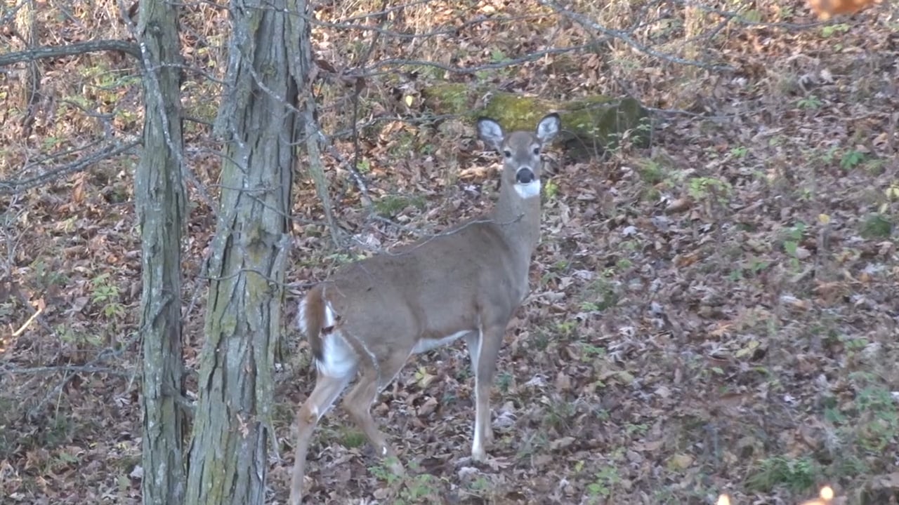 Scent Control Regimen with Mark Drury • 100% Wild Podcast